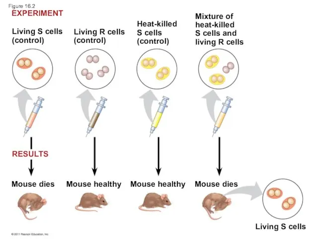 Living S cells (control) Living R cells (control) Heat-killed S cells