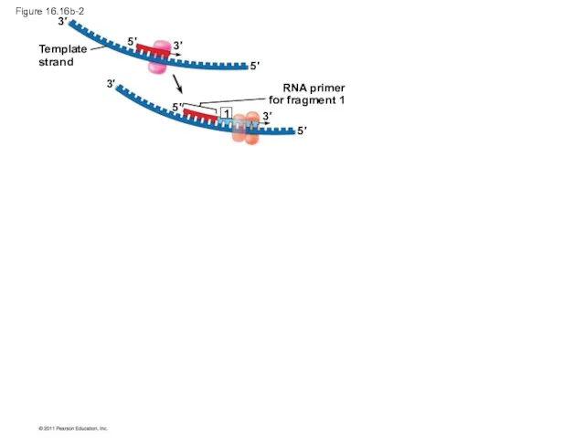 Figure 16.16b-2 Template strand RNA primer for fragment 1 3′ 3′