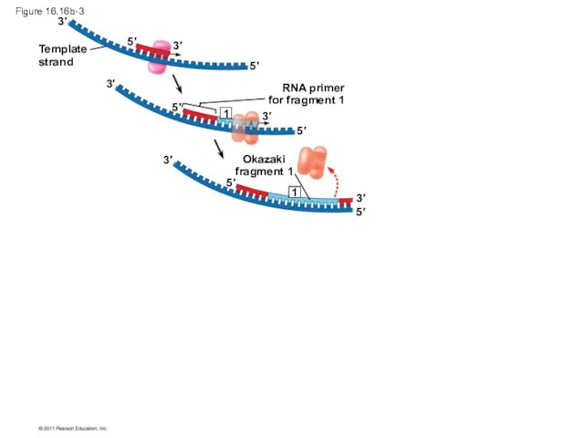 Figure 16.16b-3 Template strand RNA primer for fragment 1 Okazaki fragment