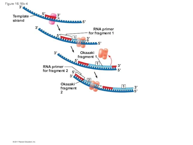 Figure 16.16b-4 Template strand RNA primer for fragment 1 Okazaki fragment