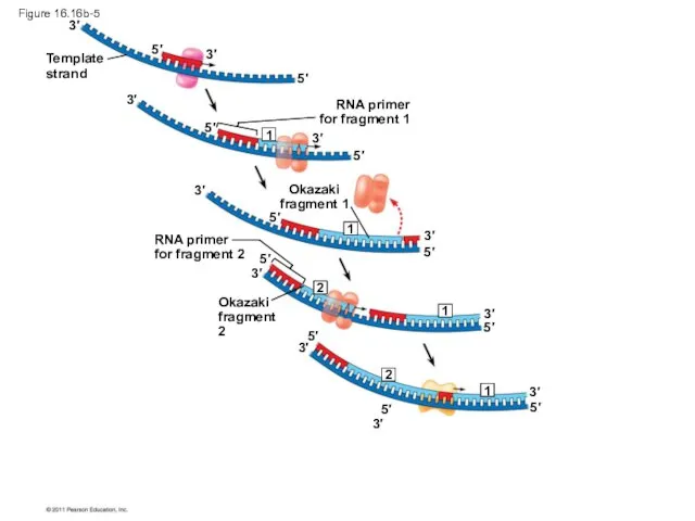 Figure 16.16b-5 Template strand RNA primer for fragment 1 Okazaki fragment