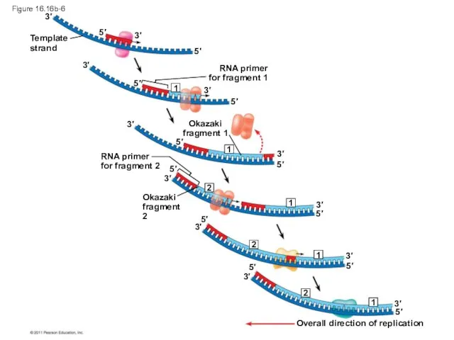 Figure 16.16b-6 Template strand RNA primer for fragment 1 Okazaki fragment