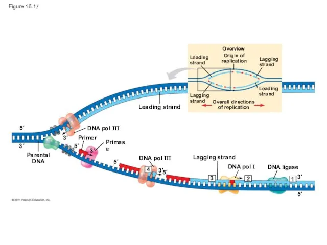 Figure 16.17 Overview Leading strand Origin of replication Lagging strand Leading