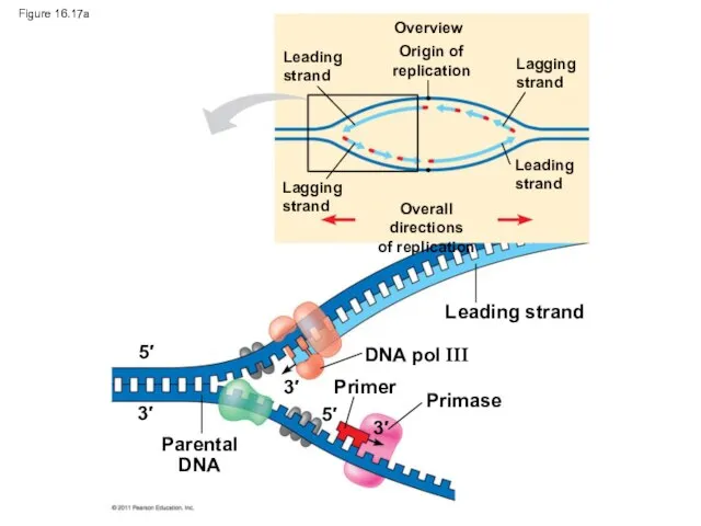 Figure 16.17a Overview Leading strand Origin of replication Lagging strand Leading