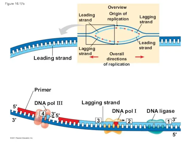 Overview Leading strand Origin of replication Lagging strand Leading strand Lagging