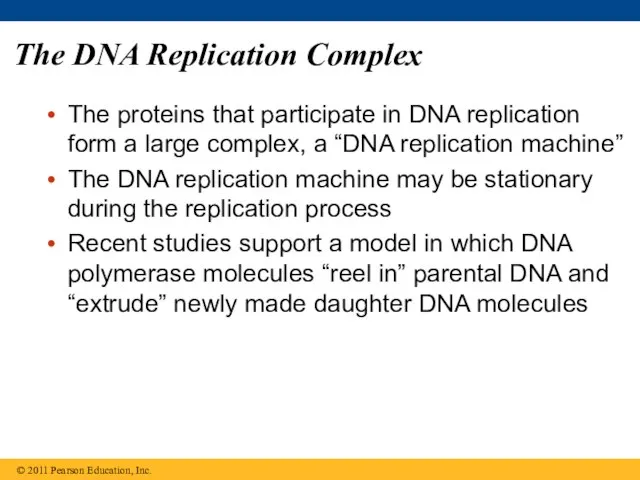 The DNA Replication Complex The proteins that participate in DNA replication