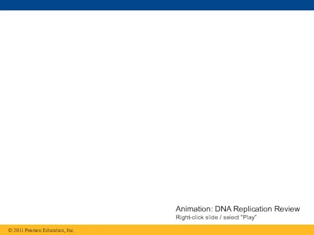 Animation: DNA Replication Review Right-click slide / select “Play”