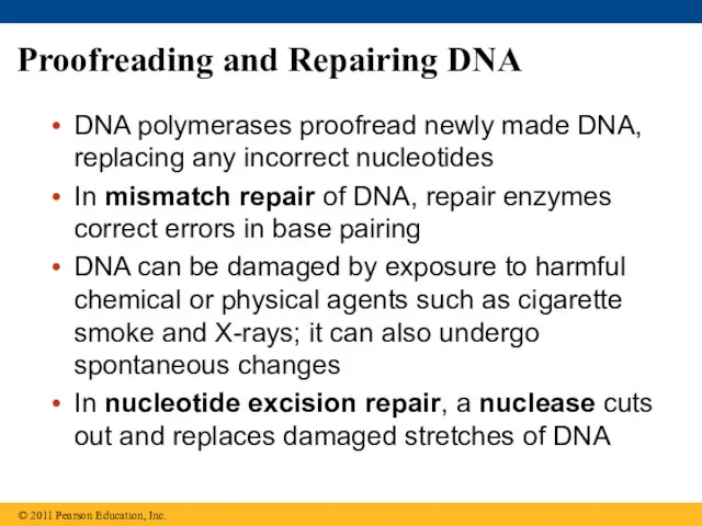 Proofreading and Repairing DNA DNA polymerases proofread newly made DNA, replacing