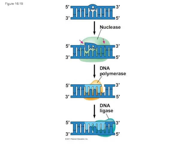 Figure 16.19 Nuclease DNA polymerase DNA ligase 5′ 5′ 5′ 5′