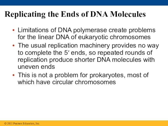 Replicating the Ends of DNA Molecules Limitations of DNA polymerase create