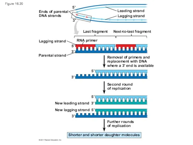 Figure 16.20 Ends of parental DNA strands Leading strand Lagging strand