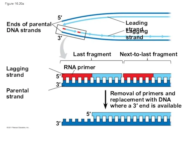 Figure 16.20a Ends of parental DNA strands Leading strand Lagging strand