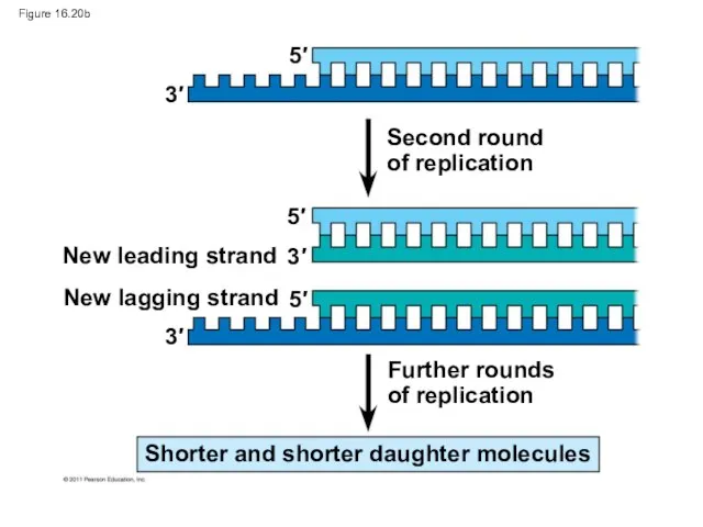 Figure 16.20b Second round of replication Further rounds of replication New