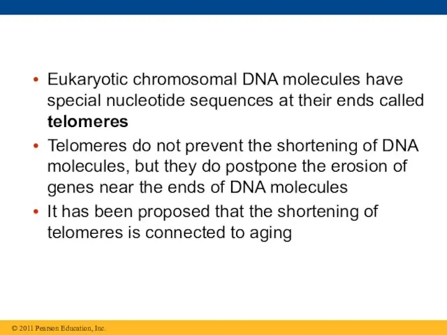 Eukaryotic chromosomal DNA molecules have special nucleotide sequences at their ends