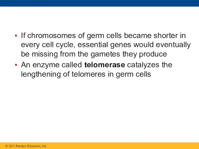 If chromosomes of germ cells became shorter in every cell cycle,