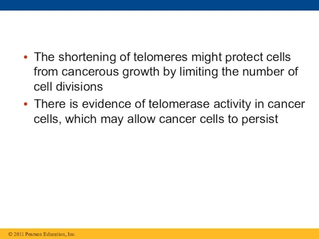 The shortening of telomeres might protect cells from cancerous growth by