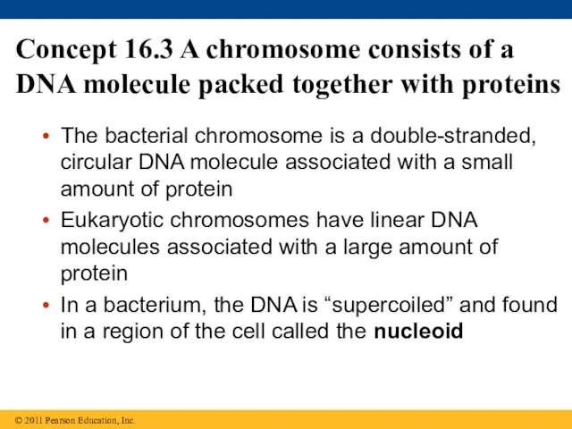 Concept 16.3 A chromosome consists of a DNA molecule packed together