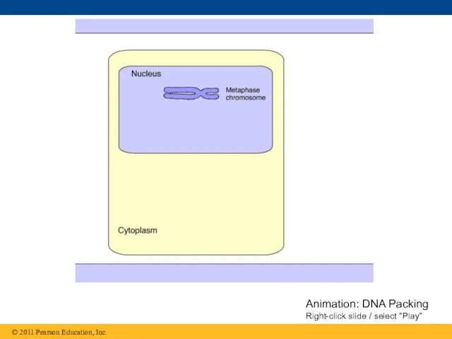 Animation: DNA Packing Right-click slide / select “Play”