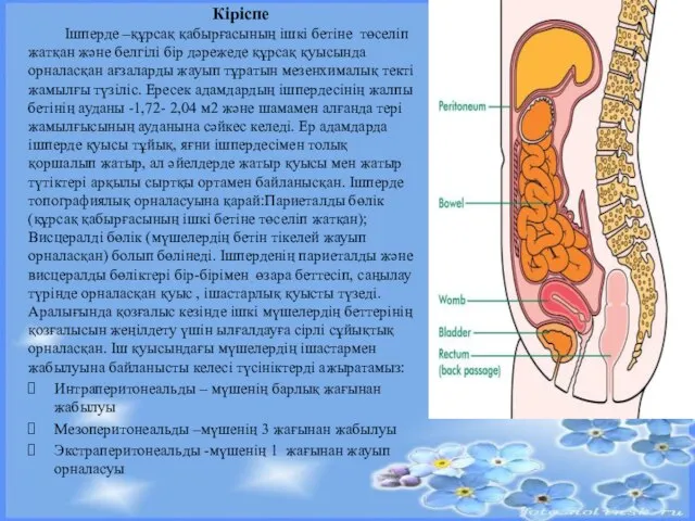 Кіріспе Ішперде –құрсақ қабырғасының ішкі бетіне төселіп жатқан және белгілі бір