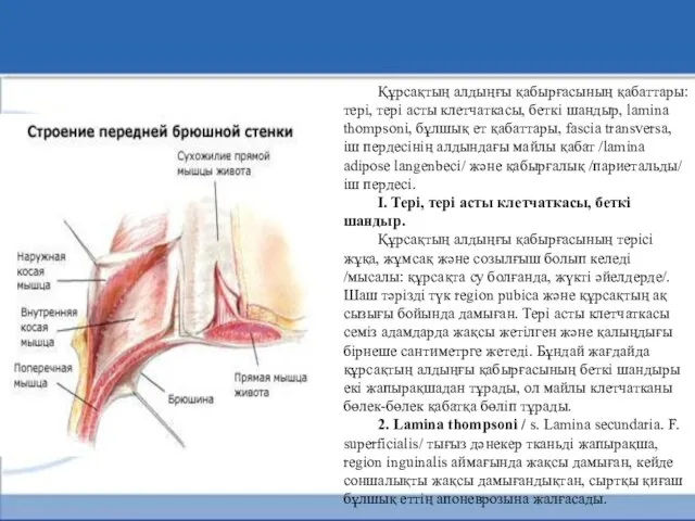 Құрсақтың алдыңғы қабырғасының қабаттары: тері, тері асты клетчаткасы, беткі шандыр, lamina