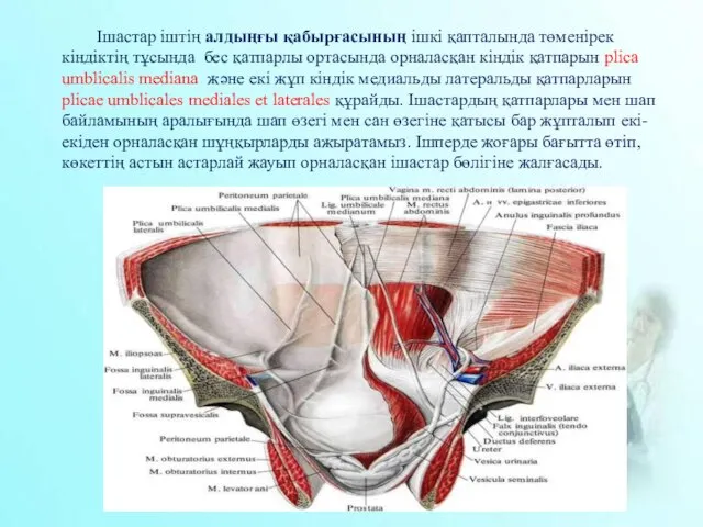 Ішастар іштің алдыңғы қабырғасының ішкі қапталында төменірек кіндіктің тұсында бес қатпарлы