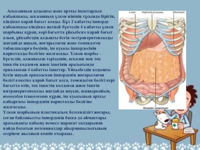 Асқазанның алдыңғы және артқы ішастарлық қабықшасы, асқазанның үлкен иінінің тұсында бірігіп,