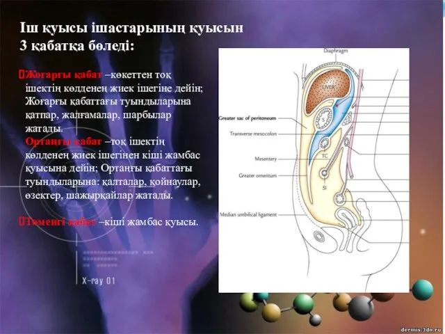 Жоғарғы қабат –көкеттен тоқ ішектің көлденең жиек ішегіне дейін; Жоғарғы қабаттағы