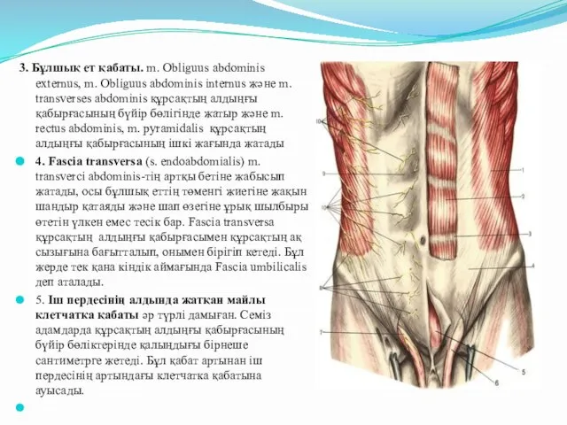 3. Бұлшық ет қабаты. m. Obliguus abdominis externus, m. Obliguus abdominis