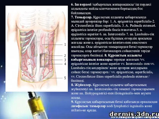 6. Іш пердесі /қабырғалық жапырақшасы/ іш пердесі алдындағы майлы клетчаткамен борпылдақ