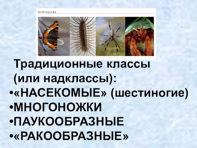 Традиционные классы (или надклассы): «НАСЕКОМЫЕ» (шестиногие) МНОГОНОЖКИ ПАУКООБРАЗНЫЕ «РАКООБРАЗНЫЕ»