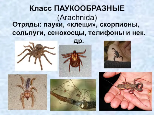 Класс ПАУКООБРАЗНЫЕ (Arachnida) Отряды: пауки, «клещи», скорпионы, сольпуги, сенокосцы, телифоны и нек. др.