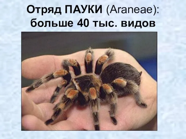 Отряд ПАУКИ (Araneae): больше 40 тыс. видов