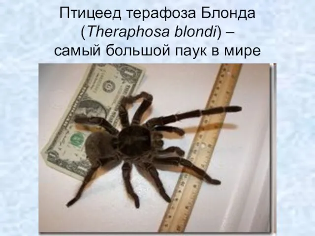 Птицеед терафоза Блонда (Theraphosa blondi) – самый большой паук в мире