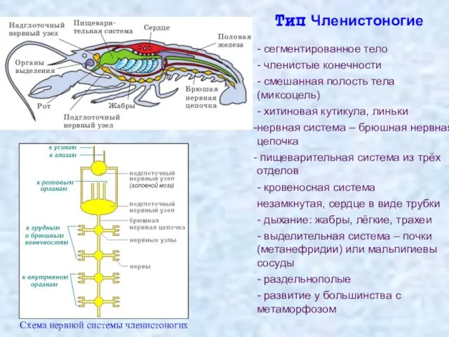 - сегментированное тело - членистые конечности - смешанная полость тела (миксоцель)