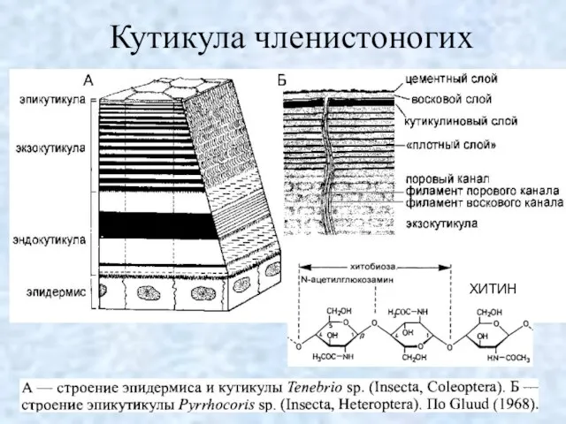 Кутикула членистоногих ХИТИН