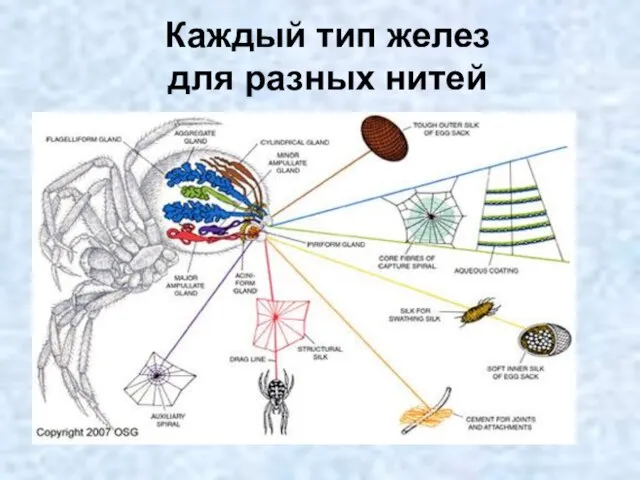 Каждый тип желез для разных нитей