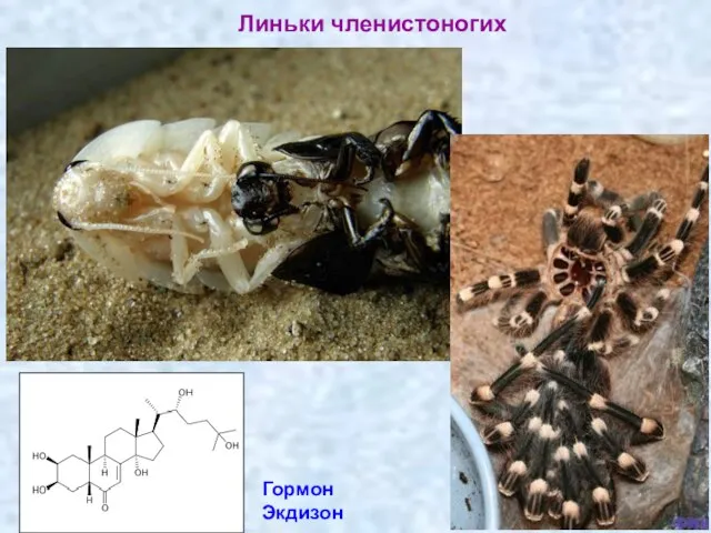 Линьки членистоногих Гормон Экдизон