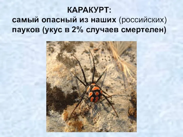 КАРАКУРТ: самый опасный из наших (российских) пауков (укус в 2% случаев смертелен)