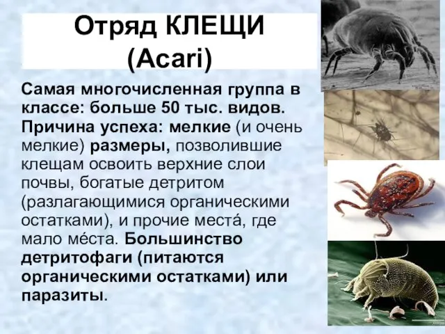 Отряд КЛЕЩИ (Acari) Самая многочисленная группа в классе: больше 50 тыс.