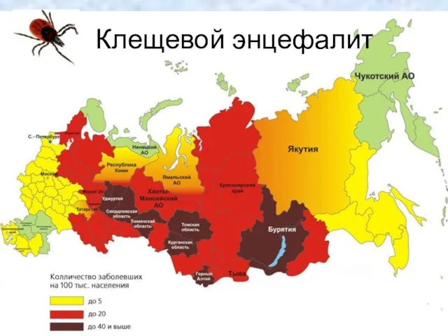 Клещевой энцефалит Клещевой энцефалит