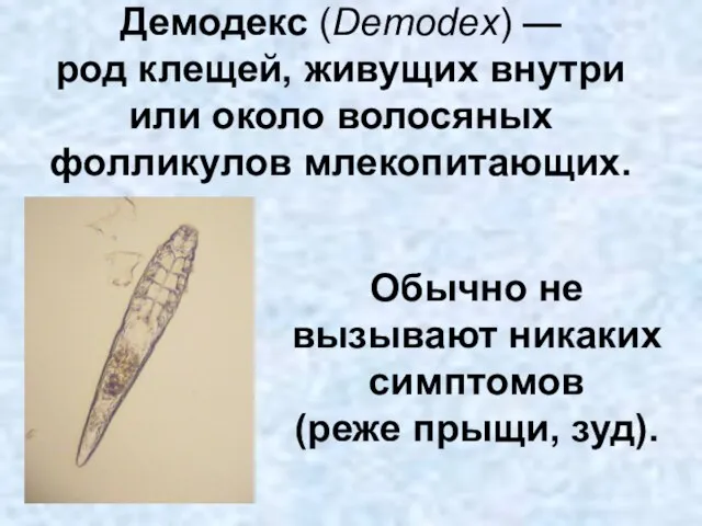 Демодекс (Demodex) — род клещей, живущих внутри или около волосяных фолликулов