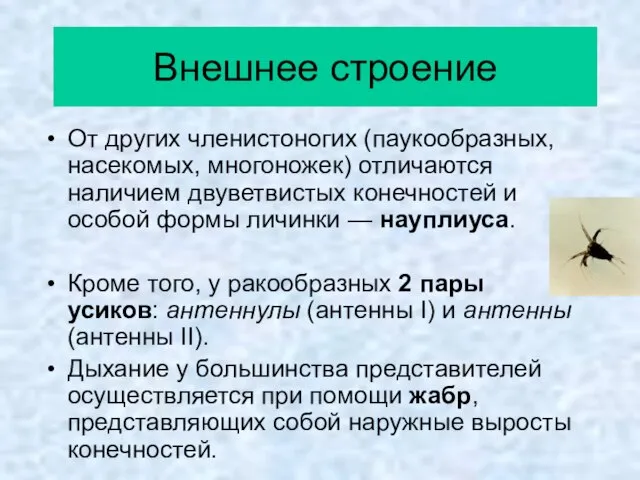 Внешнее строение От других членистоногих (паукообразных, насекомых, многоножек) отличаются наличием двуветвистых