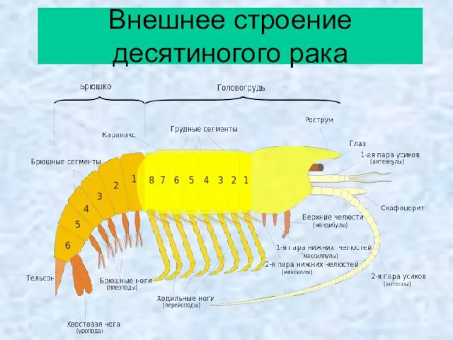 Внешнее строение десятиногого рака