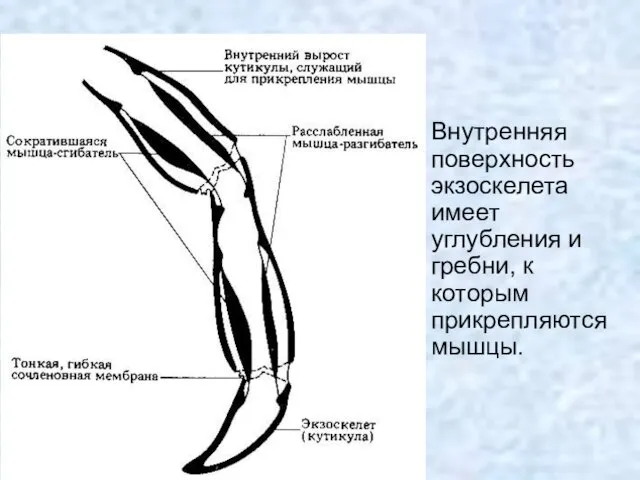 Внутренняя поверхность экзоскелета имеет углубления и гребни, к которым прикрепляются мышцы.