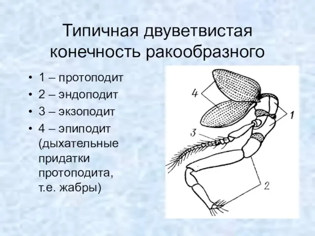 Типичная двуветвистая конечность ракообразного 1 – протоподит 2 – эндоподит 3