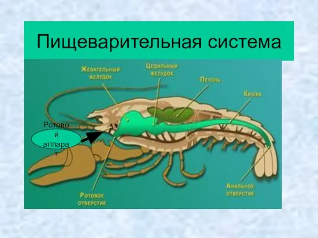 Пищеварительная система Ротовой аппарат