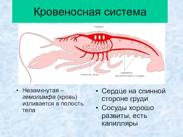 Кровеносная система Незамкнутая – гемолимфа (кровь) изливается в полость тела Сердце