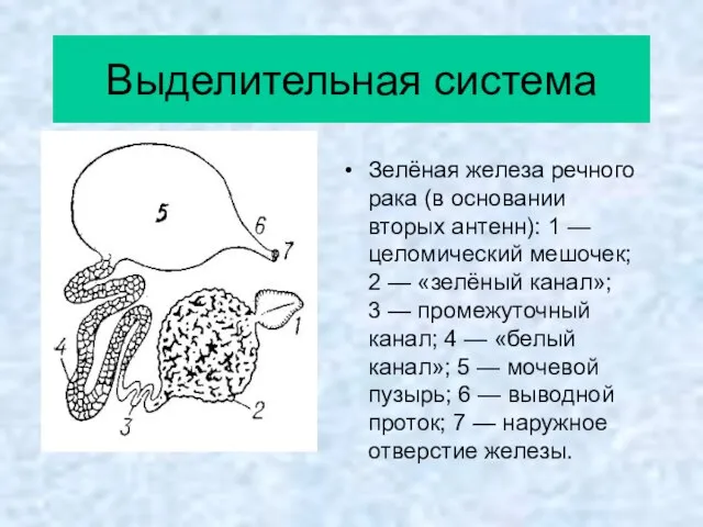 Выделительная система Зелёная железа речного рака (в основании вторых антенн): 1