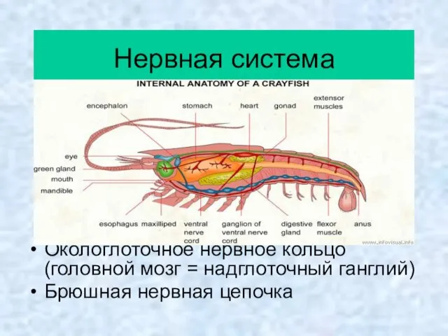 Нервная система Окологлоточное нервное кольцо (головной мозг = надглоточный ганглий) Брюшная нервная цепочка