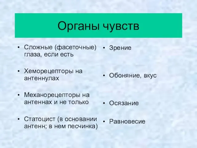 Органы чувств Сложные (фасеточные) глаза, если есть Хеморецепторы на антеннулах Механорецепторы